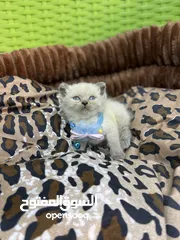  3 3 قطط صغيره هملايا مكس سكوتش فولد
