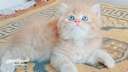  1 كيتنز بيرشن بيور مدربين ومطعمين حشرات 47 يوم