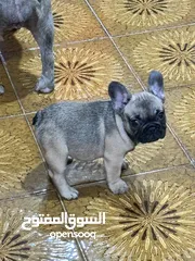  5 French bulldog