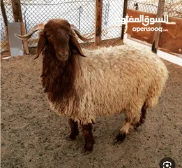  1 جزار متنقل بالزرقاء ذبح وسلخ وتقطيع باحترافيه عاليه فقط ب10دنانير نصلكم أينما كنتم