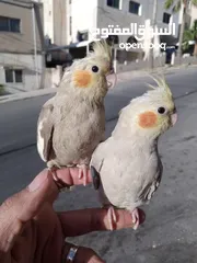  21 جواز كوكتيل منتجه (البينو، لاتينو، وايت فيس، حبشي) فراخ كوكتيل اليف
