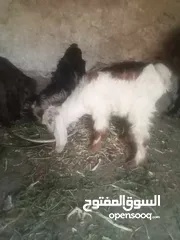  3 خمس معزا و ثلاث جديان