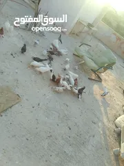  4 حمام للبيع في الزرقاء العالوك بجانب بقالة الصقر التواصل عبر الواتس اب