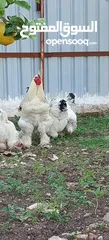  3 بيض دجاج براهما رزي