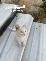  6 قطط للبيع جميله