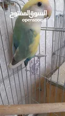  4 جوز روز منتج حجم و صحه و نظافه و ريش