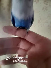  3 ممجود 8حبات اليفات و فطفراا شوف الوصف