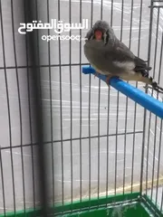  1 طيرة مكس انجليش جراي
