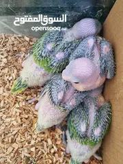  5 Small Green parrot