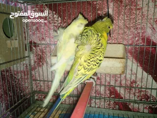  6 جواز حب مشكله