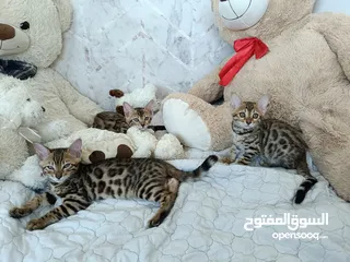  1 Bengal kittens