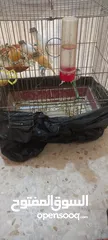  6 عصافير مقنبرات