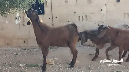  5 10جدايه لحم طيبات