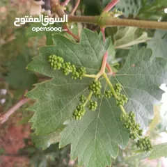  10 مزرعة وفلة للبيع بموقع ممتاز