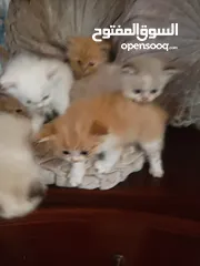  10 قطط صغيره للبيع