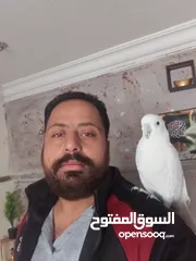  2 ببغاء كوكاتو جوفن