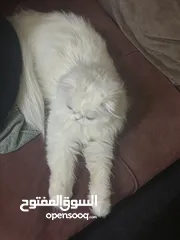  4 4 قطط للبيع
