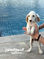  4 جراء صيد مميزة انجلش ستر  مع جواز سفر ودفتر مطاعيم سعر مناسب للجميع