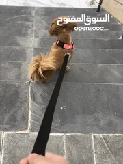  3 كلب للبدل على بلايستيشن فايف