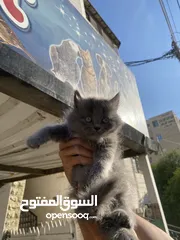  1 قطه كتن للبيع لون رمادي