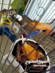 2 جوز كنار مع فرخين