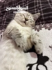  1 قطط للبيع بسعر جيد جدا و عمرهم 3 شهور ذكور