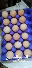  2 بيض لوهمان البزره الاصليه