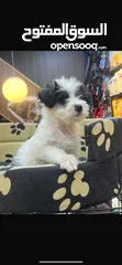  2 كلب مالتيز ذكر عمر شهرين