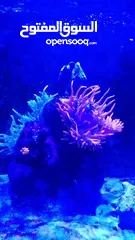  5 Reef aquarium for sale