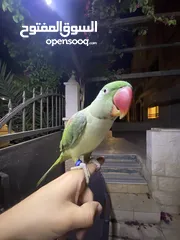  1 ببغاء كاسندرا جامبو