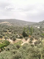  8 منتجع ومسابح ام ليمونه /عجلون / كفرنجة