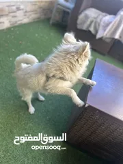  4 كلب مالتيز (فرنش تيرير) للبيع بيلي