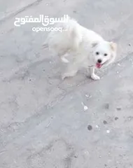  1 كلب سامويد للبيع ذكر أليف ومطيع سعره(60)دينار او بدل على انثى