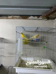  28 طيور كنار للبيع