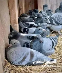  1 زغاليل للاكل