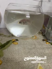  5 سمك للتبديل من سلحفاه برمائيه