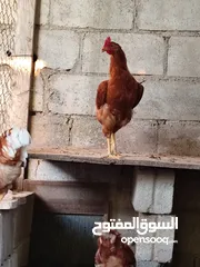  4 ديوك للبيع