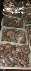  8 فطر محاري بلدي