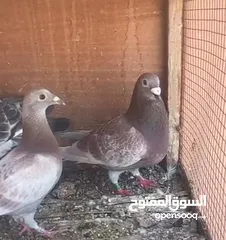  10 زاجل سباق أجواز منتجة وطبات جاهزة أبطال الابطالTob طيور نخبة تصليح وفوز من هواه أبطال المملكة للزاجل