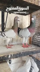  8 جواز حمام للبيع