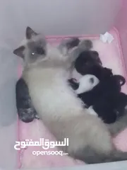  8 قطط اليفة زوج وحديثي الولادة