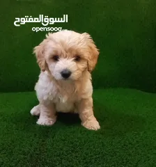  5 Maltipoo puppy