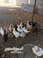  4 دجاج عماني