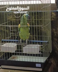  2 ببغاء أمازون بلوفرنتد جاكو