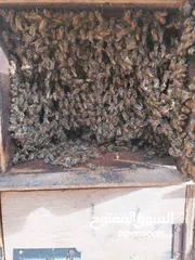  12 لبيع النحل البلدي مضمون 100