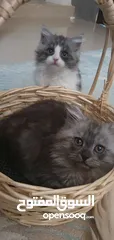  3 kitten beautiful  and very playfulness