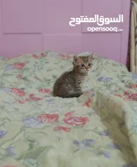  10 قطط سكوتش وهملايا كوراة فرو العمر 55 يوم اناث وذكور