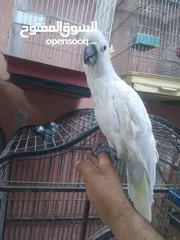  2 كوكاتو سلفر اكرستد متكلام اليف مزرعة  اليف جدا جدا