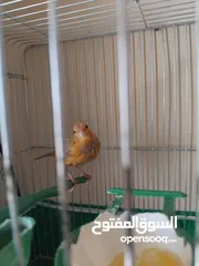  4 حبتين مخليف