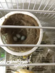  4 Canary Breading pair